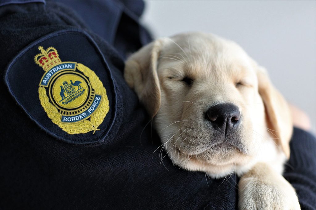 WSIA Canine Facility